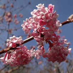 Viburnum de invierno 'Charles Lamont'